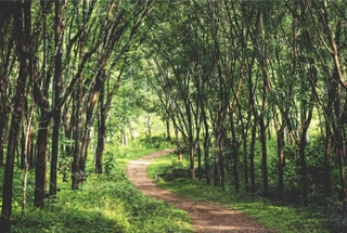 Miyawaki Forest