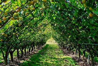 Orchard & Garden