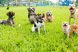 PET PARK