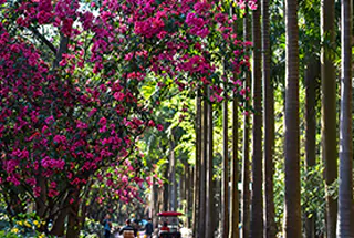 Botanical Boulevard