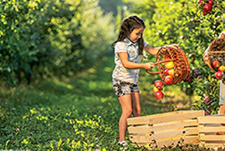 Fruit orchard