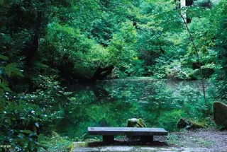 Miyawaki Forest