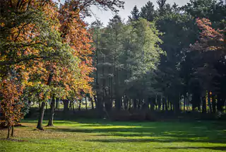 Forest Park