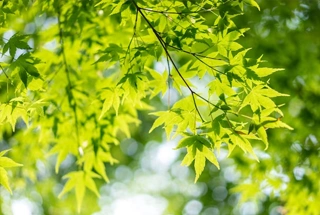 Green Zone