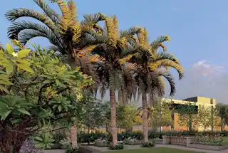 Tree Plaza