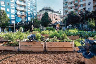 Urban Garden