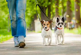 Pet Walking Area