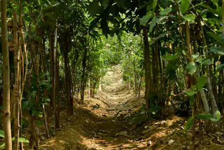 Miyawaki Forest