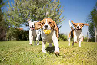 Pet Park