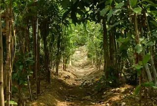 Miyawaki Forest