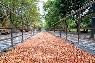 Mantra Magnus Acupressure Pathway