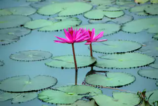 Lotus Pond
