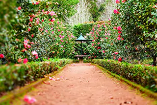 Floral Garden