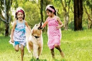 Pet Park