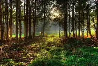 Solitude Forest