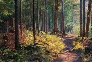 Forest Trail