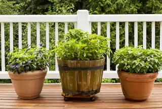 Herb Garden