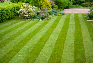 Patterned Lawn