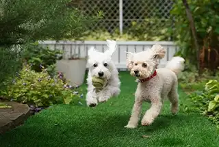 Pets Corner