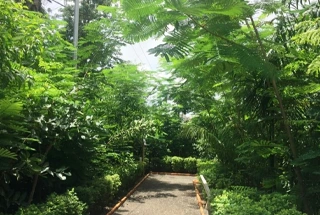 Miyawaki Landscape