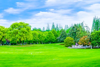 Landscaped Garden